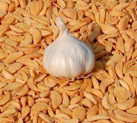 dehydrated garlic